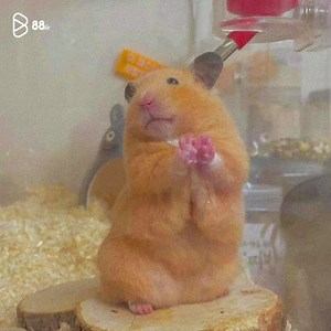 14K views · 1.5K reactions | Bae, chuc em ngu ngon | Yêu Decor | Facebook