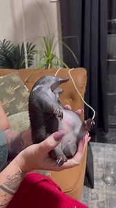 1.8K views · 289 reactions | What is cuter than your run of the mill...