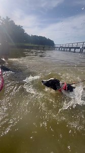 Dziś małe pieski miały przygody. Odwiedziły festyn z okazji zakończenia roku szkolnego, nauczyły się pływać i poznały dużo nowych dzieci oraz wyjące syreny, dźwięki motocykli. Miały bardzo ładny trening socjalizacyjny. | Legendary StarDust Farm