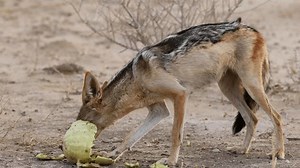 Black-backed Jackal Canis Mesomelas Eating Tsamma Stock Footage Video (100% Royalty-free) 3856616335 | Shutterstock