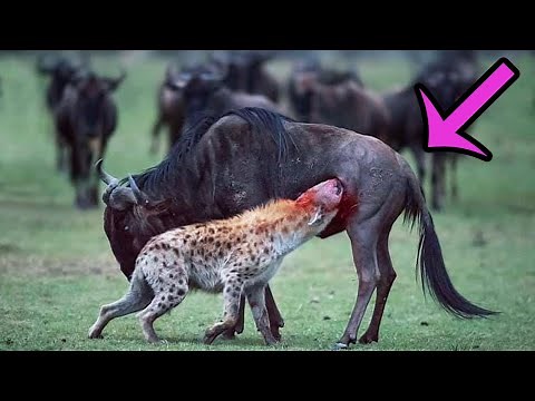5 Terrifying Scenes Of Predators Eating Prey
