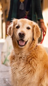 156K views · 850 reactions | Passa una giornata di festa con il tuo amico a quattro zampe. Il 28 settembre, dalle 11 alle 13 e dalle 14:30 alle 18:30, al Villaggio c'è Dogge Daiily, il famoso creator che racconta le storie e i legami speciali tra le persone e i loro adorabili cani. Preparati a lunghe code    #MantovaVillage | Mantova Village | Facebook