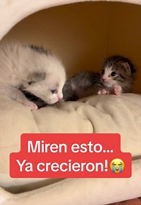 Gatitos Crecen Rápido: Milagro de Rescate