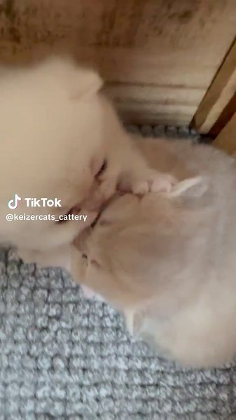 When you say no kiss for me😅😂♥️ #kitten#babycats #kitty #fyp #kiss
