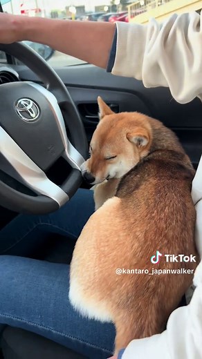 歩行者と犬が通ります — 歩行者と犬通ります動画ガイド