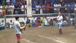 1st fight albertos ylh x white kelso 2270 win candelaria 3 cock derby feb.2 orani bataan | Albertos gamefowl