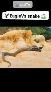 Animal brutality a flash back | Prophet Rabi