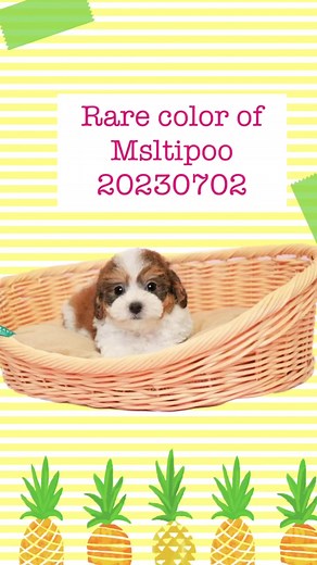Rare tricolors parti maltipoo | Premium Teacup Puppies of Hawaii