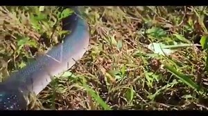 Have you ever seen a prettier rainbow? #WhiteLippedPython | Juniper Fox