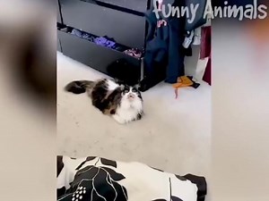 cats,cat videos,funny cats,funny cat videos,funny cat,cute cat,cat...