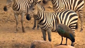 Leopard chasing down a monkey family in a tree, big battle King Lion vs giraffe | Exploring Wild Nature