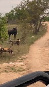Brave Wildebeest chase wild dogs away. | Fun Page