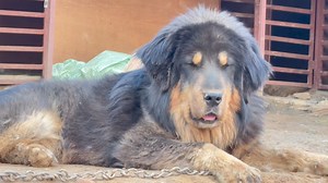 She is originally from taplejung and native blood line best then old females collected by breeders cause she is strong and young | Himalayan Mastiff Nepal