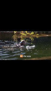 Sheep farmer made this organic pool. Substack link in bio. | Natural Pools