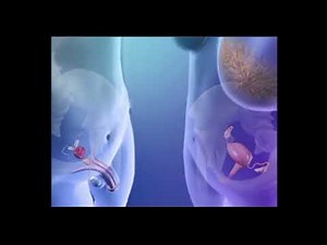 How does sexual intercourse and fertilization happen?