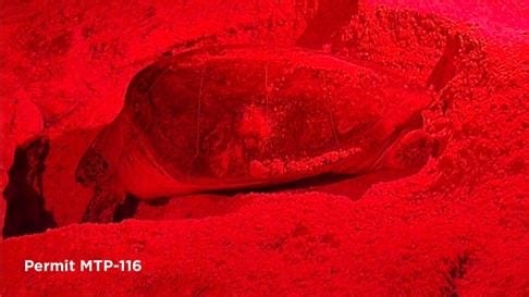 Green sea turtle lays eggs on Keewaydin Island, barrier island between Naples, Marco Island