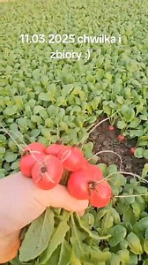 13K views · 55 reactions | Z serii: od Producentów warzyw. Bartek za chwilę zbiera pierwszą rzodkiewkę Autella — posiana była 2 stycznia. Brawo Ty! | e-warzywnictwo.pl | Facebook