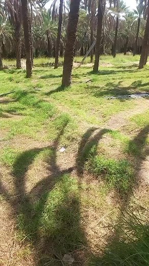 ኡሡ ነኝ ጎጃሜው على TikTok