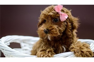 Kinsley - Cockapoo Puppy 161A79