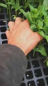 Seedling trays available in different capacities all going at k25 each 0971148151/0972228721 #seedlings #seedlingsnursery #seedlingsforsale #livingstonezambia #ZambiaBusiness #Congo #Zambia #zambiatourism #ndolazambia #kitwezambia | Lilayi Import and Agro Consultants