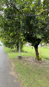 2.3K views · 768 reactions | 6 KANAL PLOT FOR SALE IN DHA PHASE 6 L BLOCK CALL 0307-6089887 | Ikramullah Houses Stars | Facebook