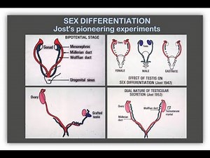 Differences Between Gonadal sex And Hormonal sex