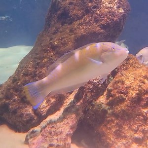 40 reactions · 3 comments | This week’s #FishFriday features the...