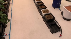 A variety off herbs slowly being potted up .... | AutoPot Watering Systems | Facebook