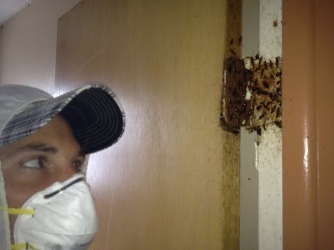 Exterminating German Roaches Tampa Fl
