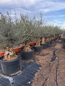 Sunny Tree - Olijfboom in een decoratieve pot - Olea Europaea - Winterharde olijfboom... | bol