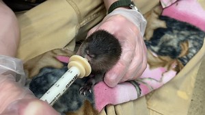 Baby Muskrat enjoying some warm formula. | Wildlife Rehabilitation Center of Minnesota (WRC)