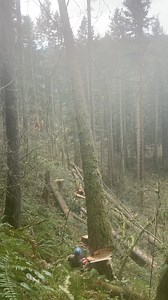 36K views · 345 reactions | You broke it  #timberfallingcouple #timber #timberfaller #timberfalling #logging #chainsaw #stihlchainsaw #stihl #bluecollar #treesurgery #lumber #fyp #pnw #timberland #trees #woodwork #woodcraft #woodsmen #womenshealth #womenintimber #westcoastfaller #husqvarna #chainsawman #fypシ゚viralシ #fypシ゚ | Timber Falling Couple | Facebook