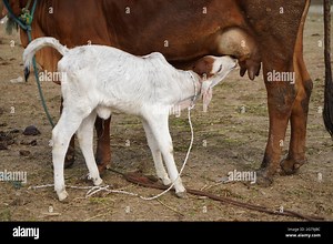 Gir or Gyr is one of the principal Zebu breeds originating in India, 4K video. Gir Cow is the best breed of Indian breed cow Stock Photo - Alamy