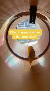 How we treat a sick fish! 💛 | Aquarium of the Pacific