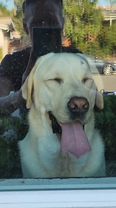 Video star is Labrador Rescuers of San Diego Alumni Jax | Labrador Rescuers of San Diego