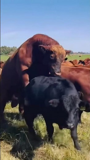 Massive Bull Mating Cows !!!