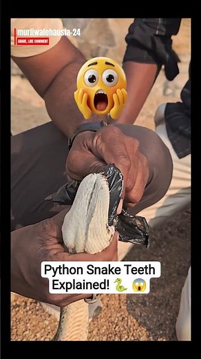 Python Snake Teeth Explained! 🐍Non-Venomous लेकिन Sharp Teeth वाले Snake को जानिए Educational Video