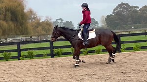 14K views · 612 reactions | Jimmy K - the nice 4yo that I can’t GIVE away! We tried little pokey things on Bella’s boots to motivate him but he wasn’t a fan, better with a long dressage fairy wand - or he reckons mooching on the buckle is fine too!! Wild fresh young Thoroughbred.… He is a decent 16hh, and 4yo, by Jimmy Choux. Requires sedating (tube of dormo gel is about $35) for the farrier to do his hinds due to his shivers. | EventStars Ltd | Facebook