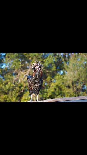 Pengu is feeling cocky this morning! Good morning everyone! #pengu #tolbunt #rooster #polishchicken #birds #beauty #majestic #farmlife #homesteader #goodmorning #crow #crowing #animals #pets #poultry #farm #fan #petchickens #chickenmama #viral #famous #animallovers | Kara’s chicken coop
