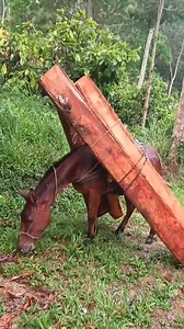 170K views · 2.4K reactions | mulas de carga #creativity #canada #Virginia #ontario #Georgia | Vaquero el paisa | Facebook