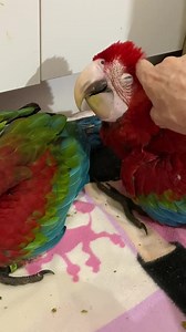 48K views · 6.6K reactions | They a bit cute this morning!!!殺藍殺 | Macaws And More | Facebook
