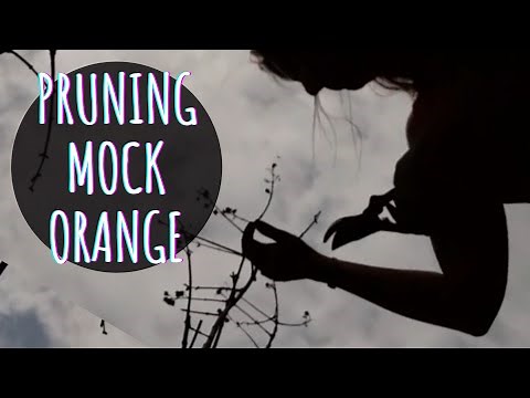 How to Prune Mock Orange if you must • Growing Home Gardening