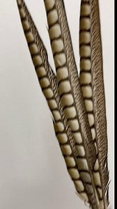 5 Pcs Lady Amherst Pheasant Tails 30"-40" Natural Side Feathers