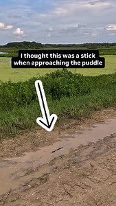 A tiny American Alligator was chillin’ in a tire track rain puddle on the path. I thought it was a stick as I was approaching. I hung around to make sure the county didn’t accidentally squash it during their drive around laps. Luckily it moved on its own before any heavy vehicle traffic came around. #wildlifephotography #wildlife #GoPro #naturephotography #nature #floridaphotographer #outdoors #alligators #alligator #gators #reptiles #reptile | Images By John Delhotal