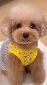 Cutest Toy Poodle | Puppies Club