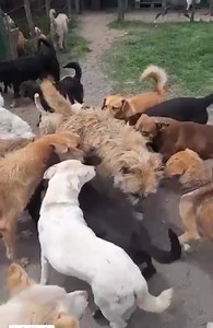 7.6K views · 1.1K reactions | MAX !!! Conociendo a la Manada y siendo Aceptado. Mirenlo lo feliz  q se siente. Tiene heridas en su cabeza de mordidas de perros. Y ya sabemos q no era él el q peleaba. Eran los otros perros con los q convivía los q le pegaban. Ahora tiene amigos q no le harán daño, y tendrá con quien jugar. Hoy tiene una Casa  un Hogar q cuidará de él. | Refugio Amigos de Isabella | Facebook