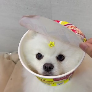 2.7K views · 41 reactions | What kind of soup is this?  (source: @e_makdoong) | LightInTheBox | Facebook