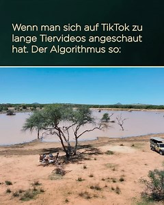 Der Bachelor on Reels