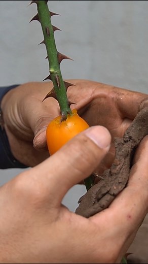 85K views · 1.6K reactions | Tips For Effective Branching #gardening | DIY Balcony Garden | Facebook