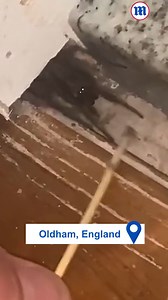This terrified man is trying to catch a massive spider in his home! 🕷️ | Daily Mail Video